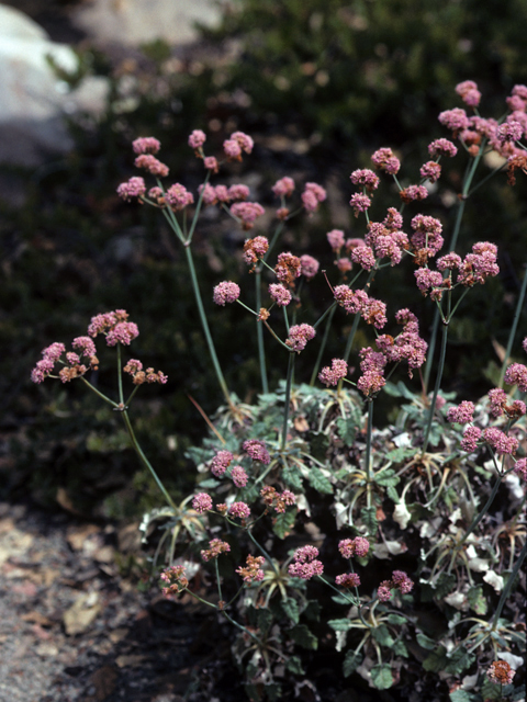 Eriogonum grande var. rubescens (San miguel island buckwheat) #22384