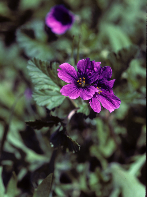 Erodium texanum (Texas stork's bill) #22400