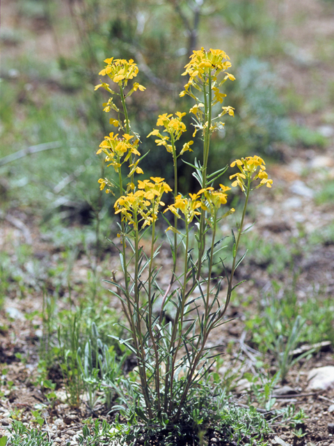 Erysimum capitatum (Sand-dune wallflower) #22411