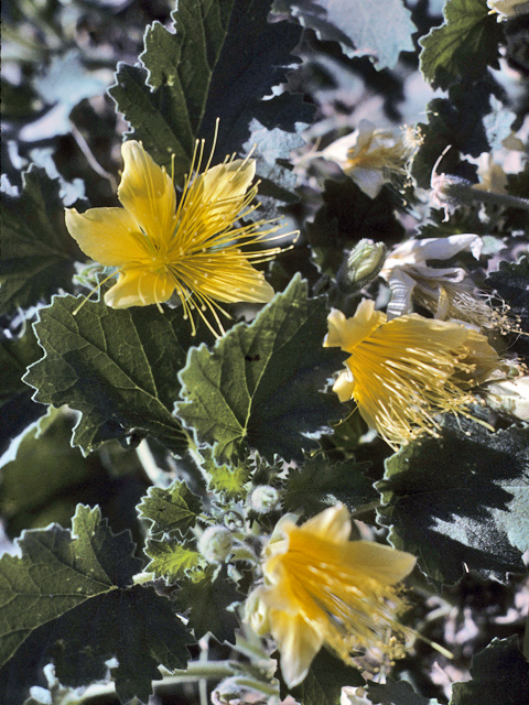 Eucnide bartonioides (Yellow rocknettle) #22433