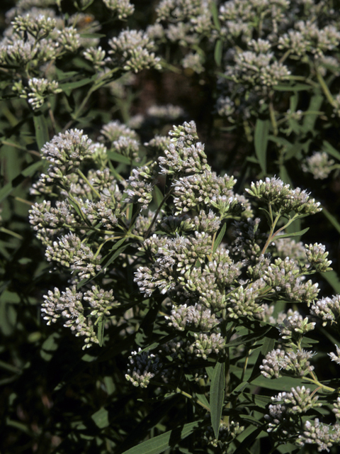 Eupatorium altissimum (Tall thoroughwort) #22440