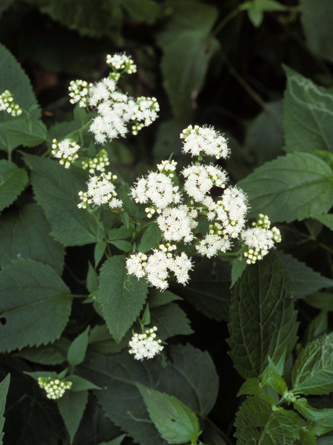 Ageratina altissima var. altissima (White snakeroot) #22460