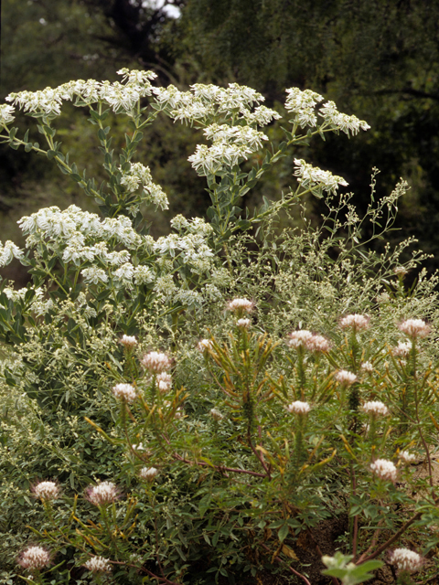 Euphorbia bicolor (Snow on the prairie) #22469