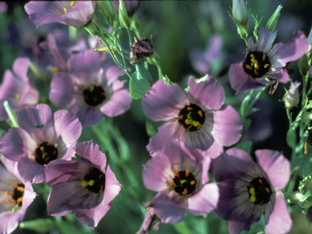 Eustoma exaltatum ssp. russellianum (Texas bluebells) #22484