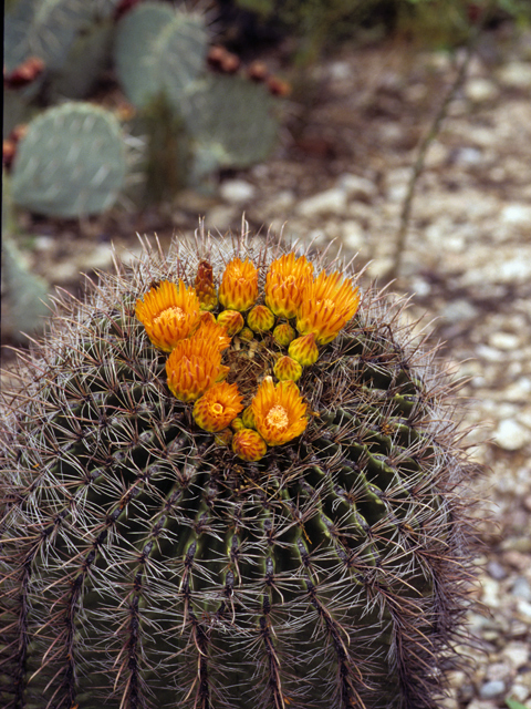 Ferocactus wislizeni (Candy barrel) #22511