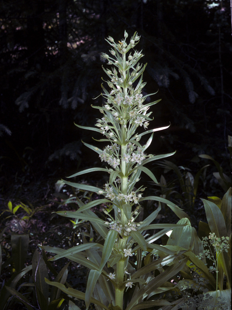 Frasera speciosa (Elkweed) #22550