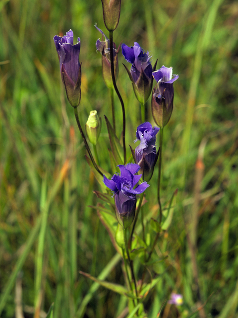 Gentianopsis crinita (Greater fringed gentian) #22619