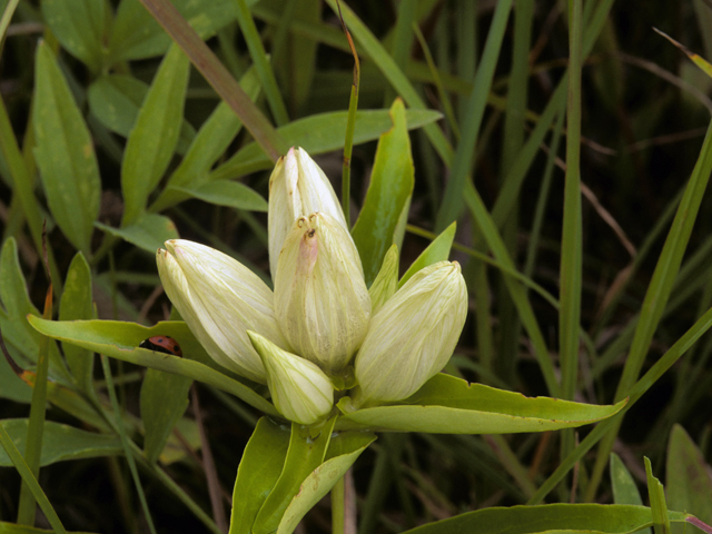 Gentiana alba (Plain gentian) #22621