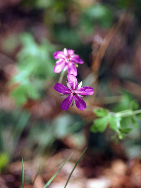 Geranium caespitosum (Pineywoods geranium) #22625