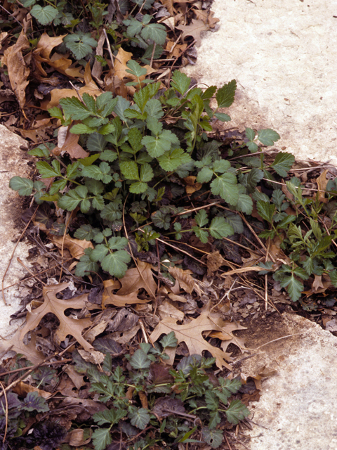 Geum canadense (White avens) #22631