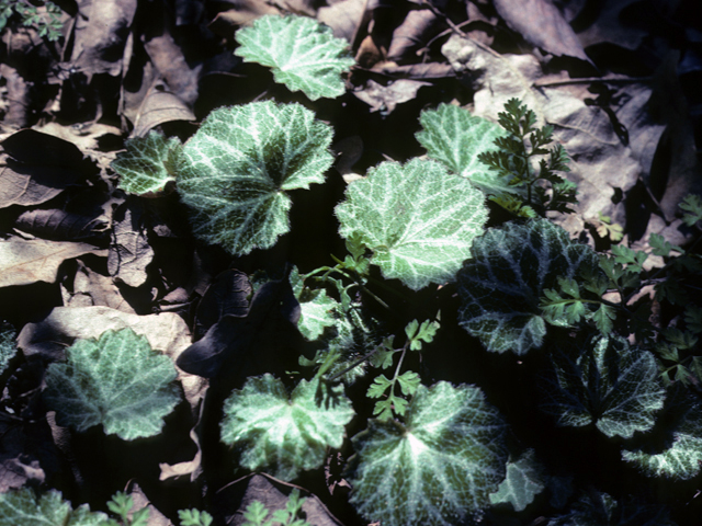 Geum canadense (White avens) #22632