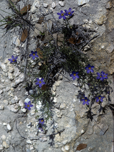 Giliastrum rigidulum (Bluebowls) #22636