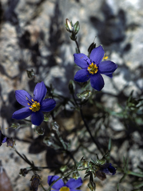 Giliastrum rigidulum (Bluebowls) #22637