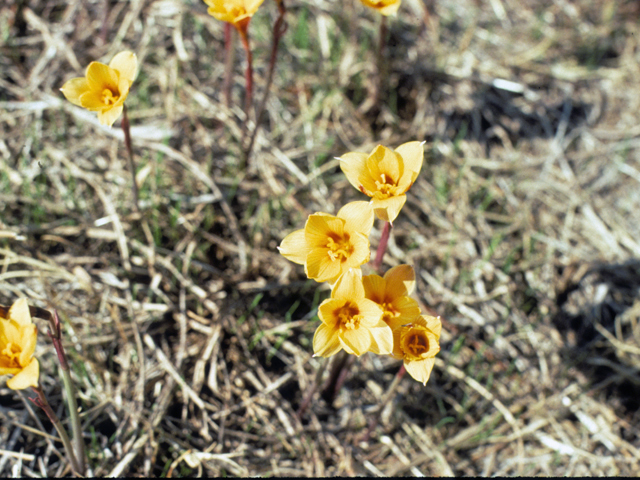 Habranthus tubispathus (Rio grande copperlily) #22650