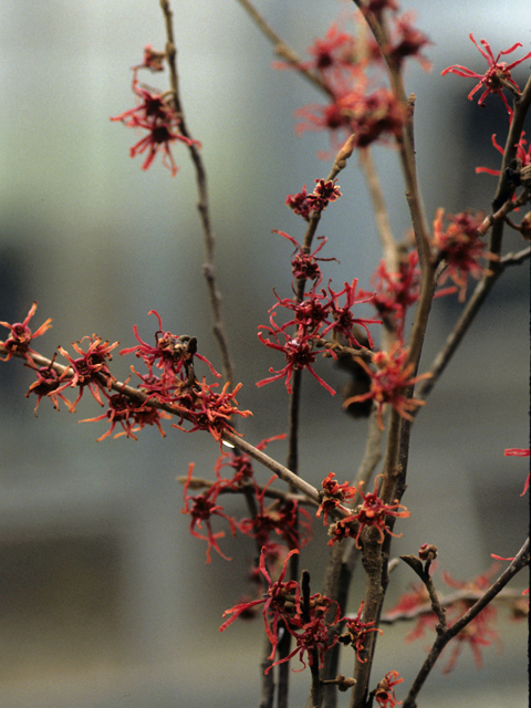 Hamamelis vernalis (Ozark witch-hazel) #22656