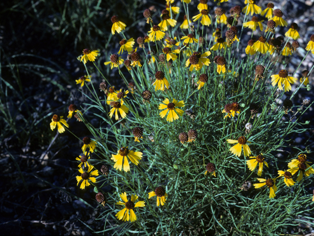 Helenium amarum var. badium (Brown bitterweed) #22671