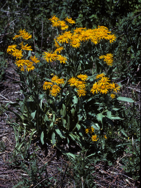 Helianthella quinquenervis (Fivenerve helianthella) #22677