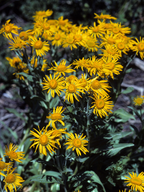 Helianthella quinquenervis (Fivenerve helianthella) #22678