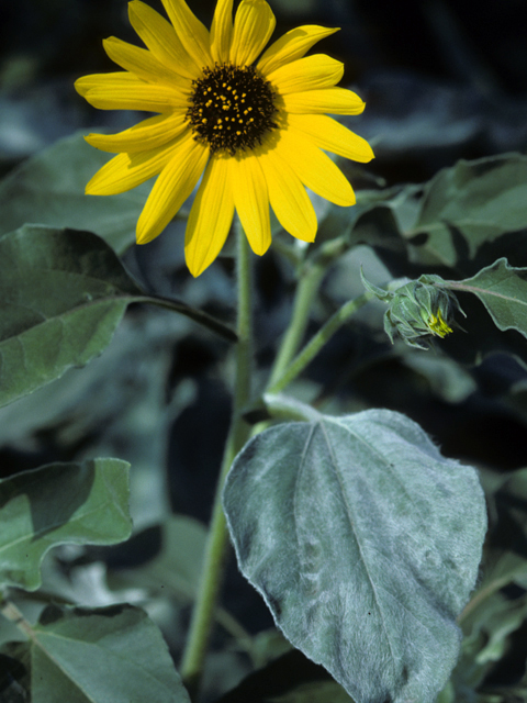 Helianthus ciliaris (Texas blueweed) #22691