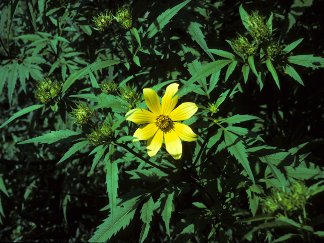 Bidens aristosa (Bearded beggarticks) #22719