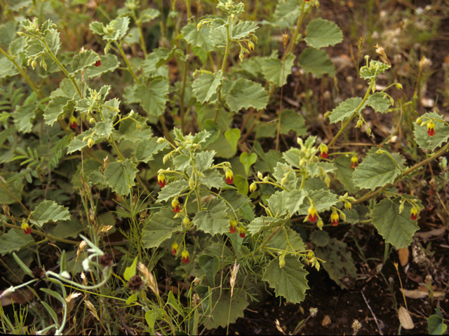 Hermannia texana (Texas burstwort) #22728