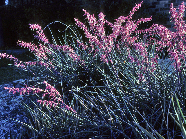 Hesperaloe parviflora (Red yucca) #22732