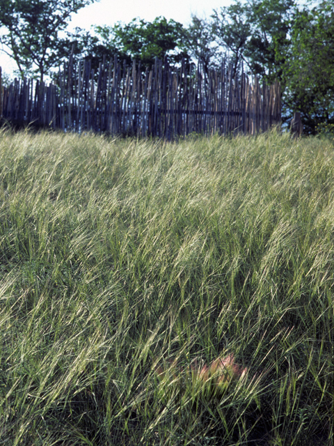 Hesperostipa comata (Needle and thread) #22739