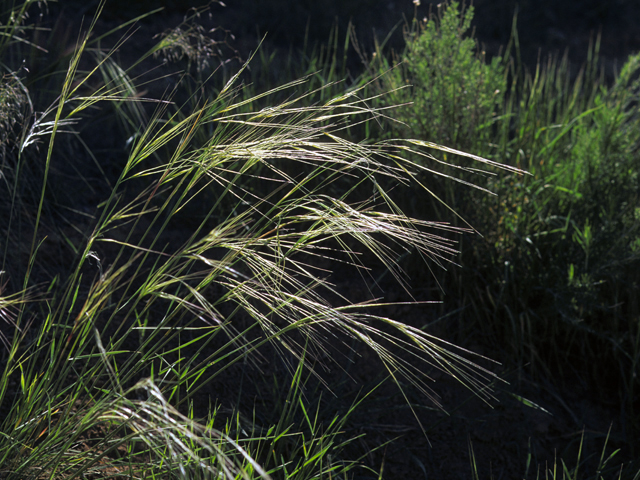 Hesperostipa comata (Needle and thread) #22743