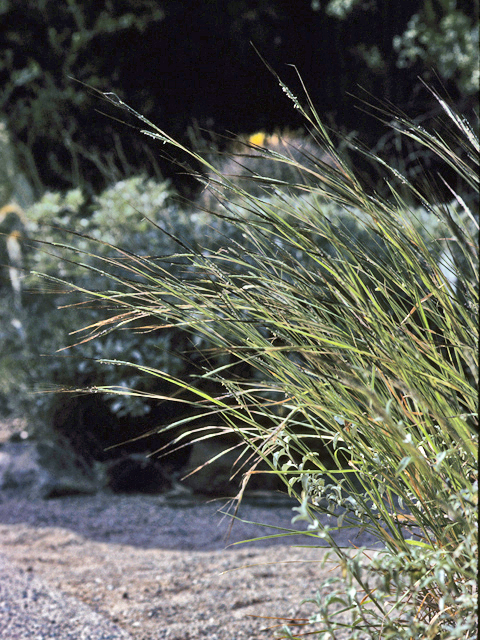 Heteropogon contortus (Tanglehead) #22749