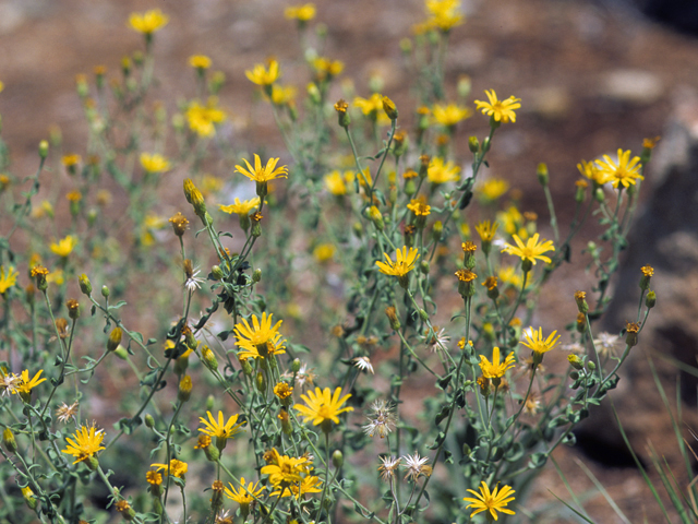 Heterotheca villosa (Hairy false goldenaster) #22750