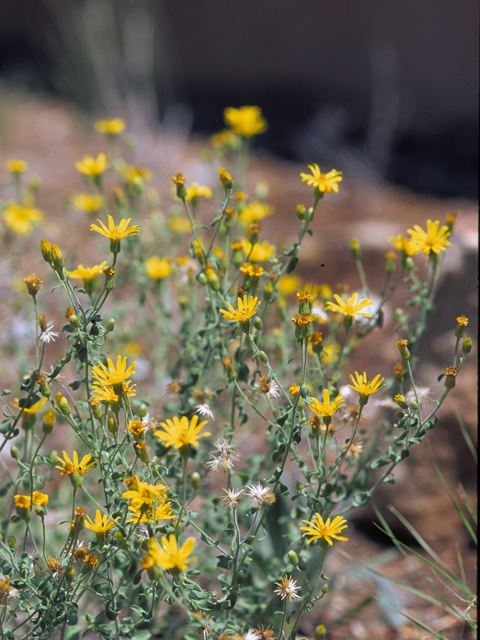 Heterotheca villosa (Hairy false goldenaster) #22751