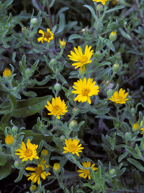 Heterotheca villosa (Hairy false goldenaster) #22752