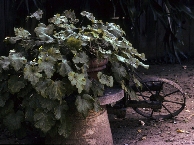 Heuchera maxima (Island alumroot) #22757