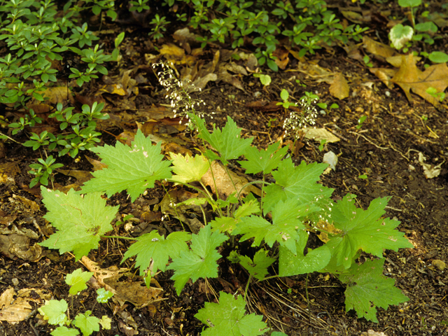 Heuchera villosa (Hairy alumroot) #22769