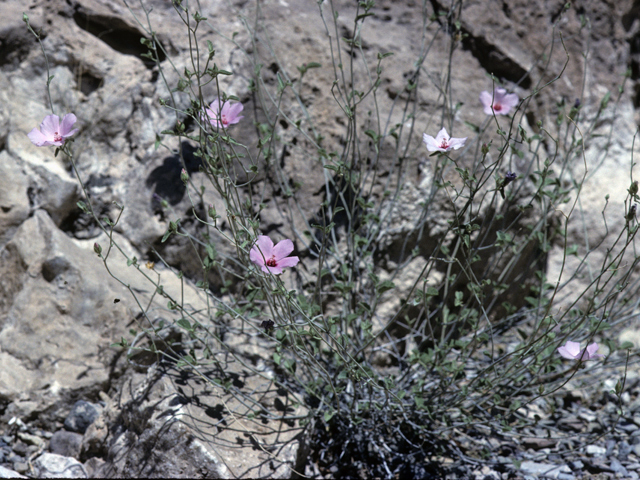 Hibiscus denudatus (Paleface) #22779