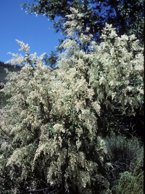 Holodiscus dumosus (Rockspirea) #22793