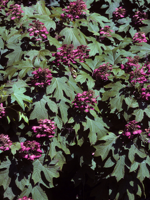 Hydrangea quercifolia (Oakleaf hydrangea) #22796