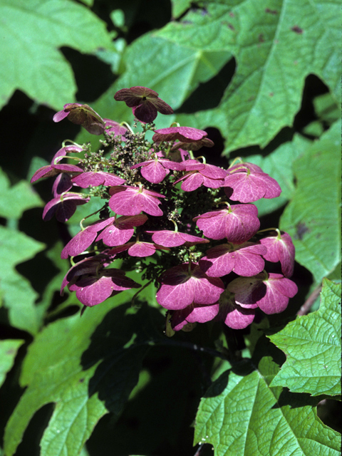 Hydrangea quercifolia (Oakleaf hydrangea) #22798