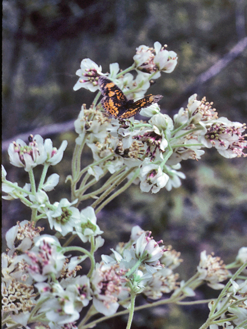 Hymenopappus artemisiifolius (Oldplainsman) #22816