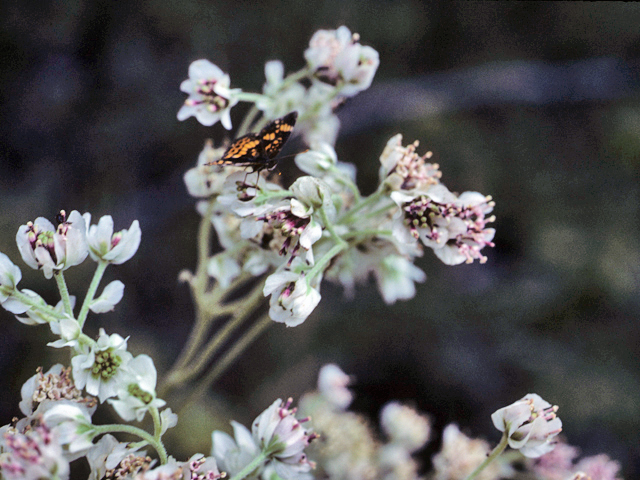 Hymenopappus artemisiifolius (Oldplainsman) #22817