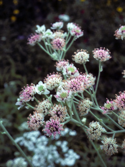 Hymenopappus artemisiifolius (Oldplainsman) #22818