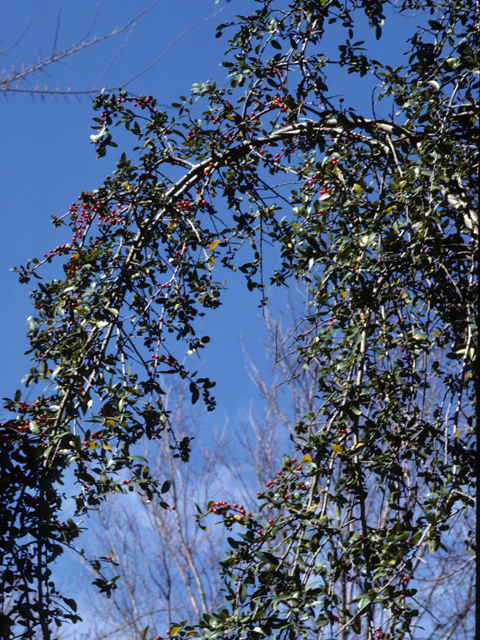 Ilex vomitoria (Yaupon) #22865