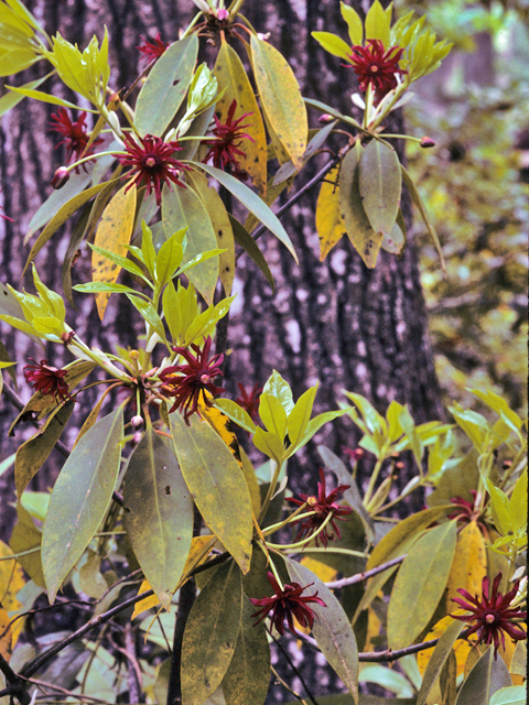 Illicium floridanum (Florida anisetree) #22867