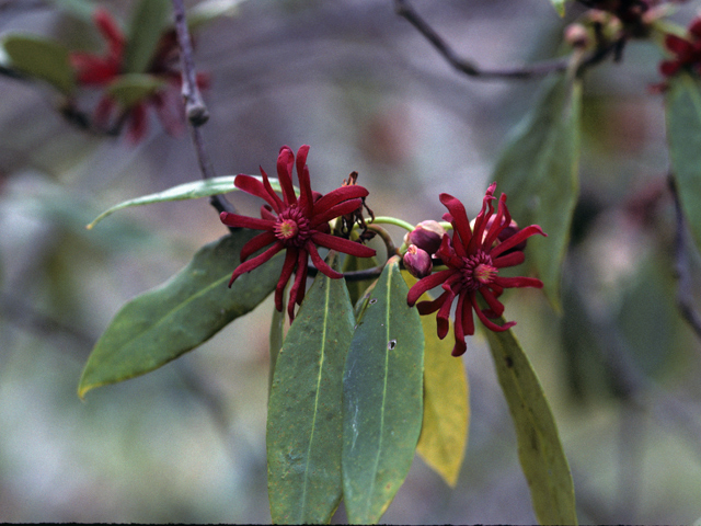 Illicium floridanum (Florida anisetree) #22869