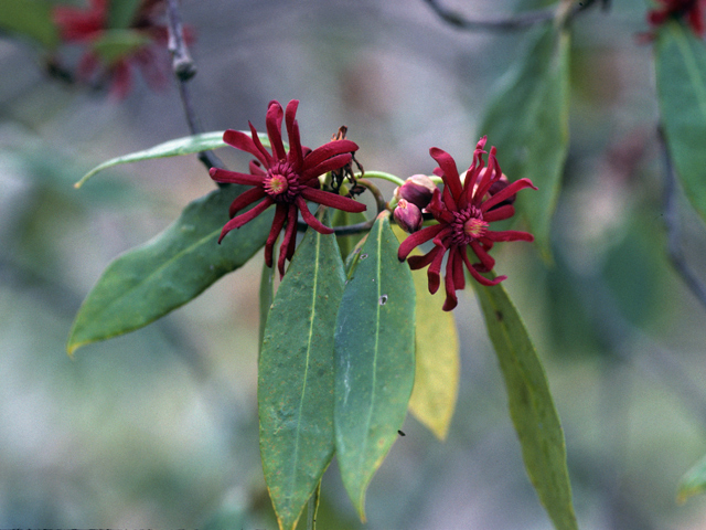 Illicium floridanum (Florida anisetree) #22870