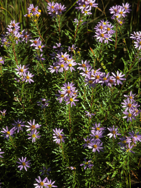 Ionactis linariifolius (Flaxleaf whitetop aster) #22874