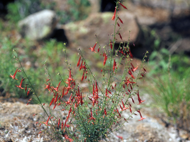 Ipomopsis aggregata (Scarlet gilia) #22884