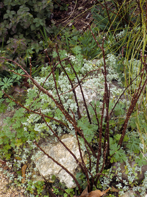 Jatropha dioica (Leatherstem) #22922