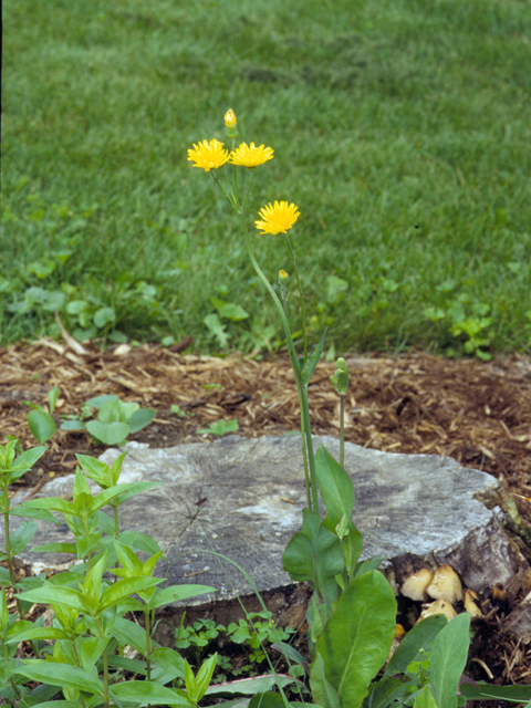 Krigia biflora (Two-flower dwarf dandelion) #22987