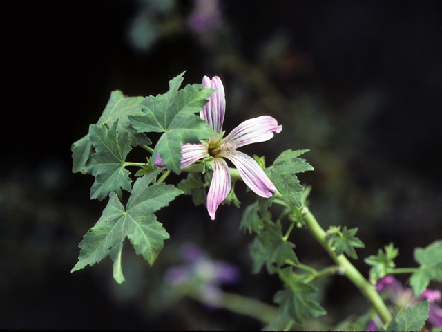 Lavatera assurgentiflora (Island mallow) #23002